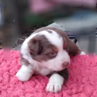 Chiots bergers australiens lof #3