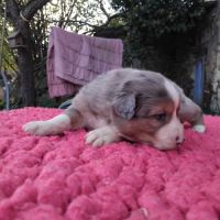 Chiots bergers australiens lof #4