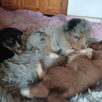 Chiots bergers australiens lof #0