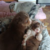 Chiots bergers australiens lof #6