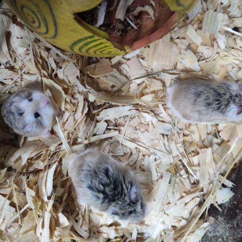 Hamster russe ou roborowski 5 euros