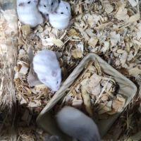 Hamster russe ou roborowski 5 euros #1