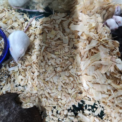 Souris blanche ou couleur 1 euro #1