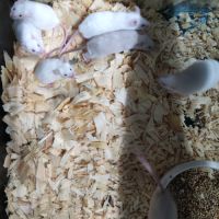 Souris blanche ou couleur 1 euro