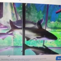 Poisson appelé pangasius