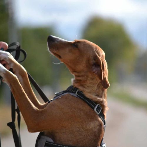 Molly, 9 kg de douceur et d’amour , très câline