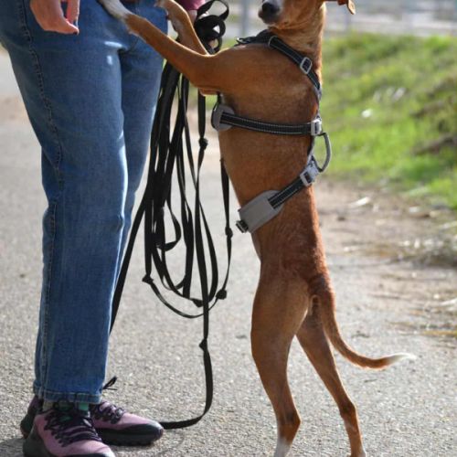 Molly, 9 kg de douceur et d’amour , très câline #4