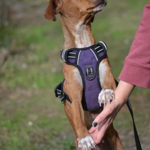 Molly, 9 kg de douceur et d’amour , très câline #6