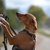 Molly, 9 kg de douceur et d’amour , très câline #0