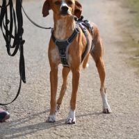 Molly, 9 kg de douceur et d’amour , très câline #5