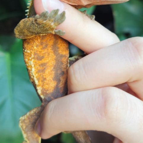 Gecko à crête a vendre #3