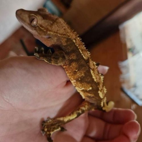 Gecko à crête a vendre #4