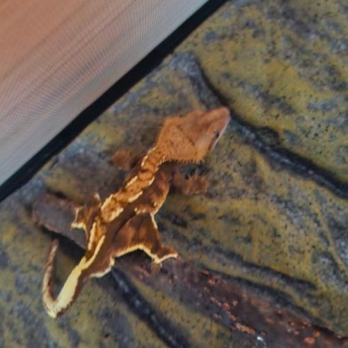 Gecko à crête a vendre #5