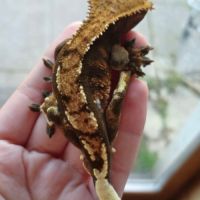 Gecko à crête a vendre #0