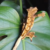 Gecko à crête a vendre #2