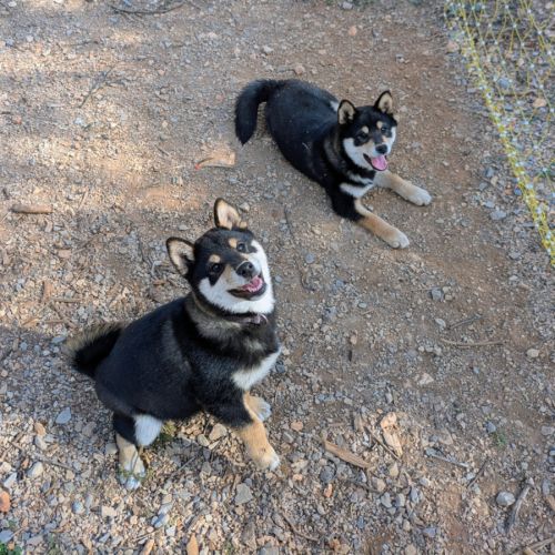 Akira, adorable chiot shiba inu lof