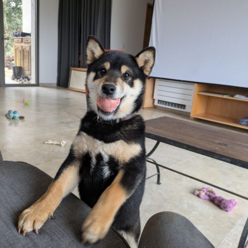 Akira, adorable chiot shiba inu lof #4