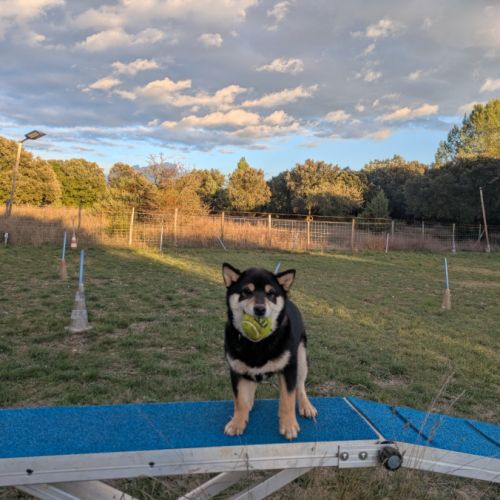 Akira, adorable chiot shiba inu lof #5