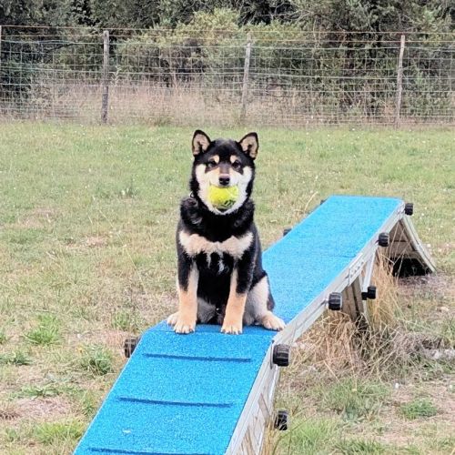 Akira, adorable chiot shiba inu lof #6