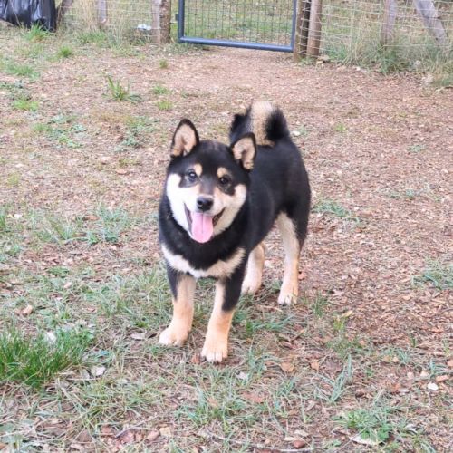 Akira, adorable chiot shiba inu lof #8