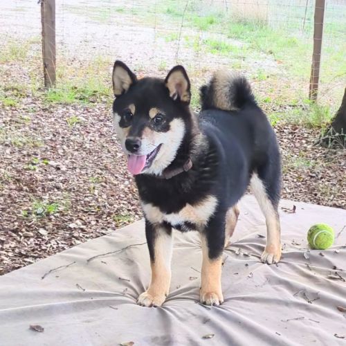 Akira, adorable chiot shiba inu lof #9