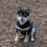 Akira, adorable chiot shiba inu lof #1