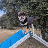 Akira, adorable chiot shiba inu lof #3