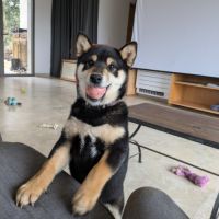 Akira, adorable chiot shiba inu lof #4