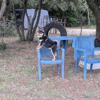 Akira, adorable chiot shiba inu lof #7