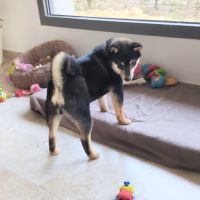 Akira, adorable chiot shiba inu lof #10