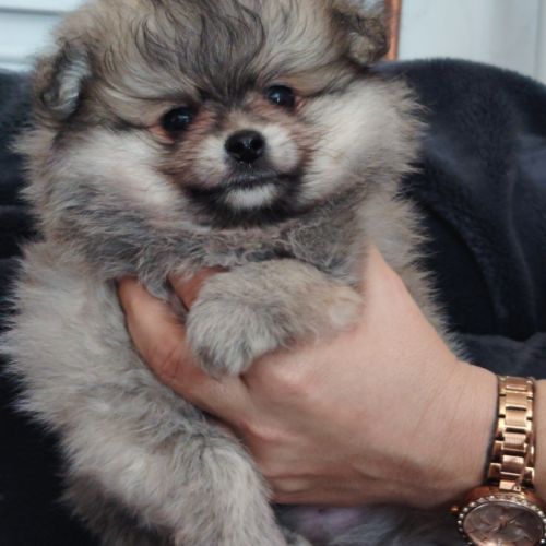 2 chiots spitz nains