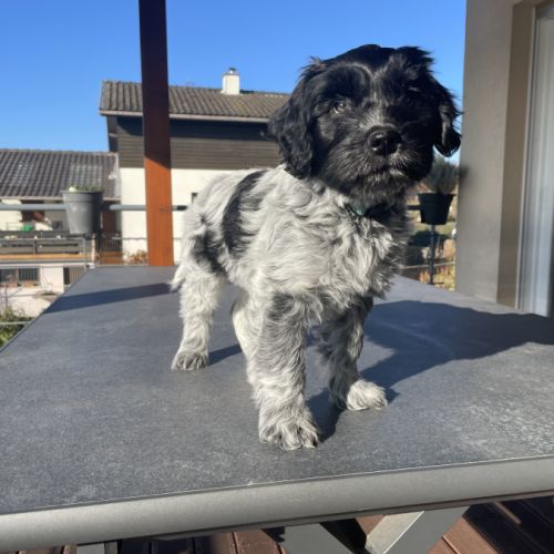 Chiots schapendoes lof - berger néerlandais #4