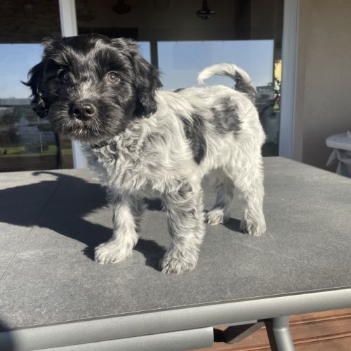 Chiots schapendoes lof - berger néerlandais #5