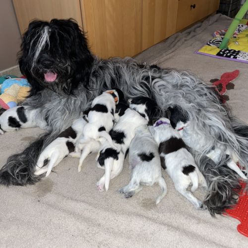 Chiots schapendoes lof - berger néerlandais #1