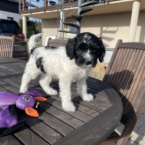 Chiots schapendoes lof - berger néerlandais #3