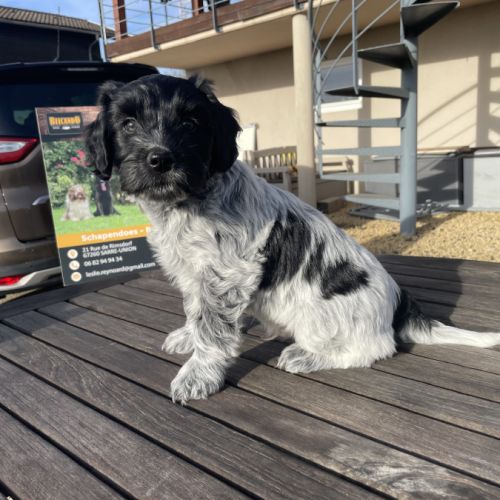 Chiots schapendoes lof - berger néerlandais #5