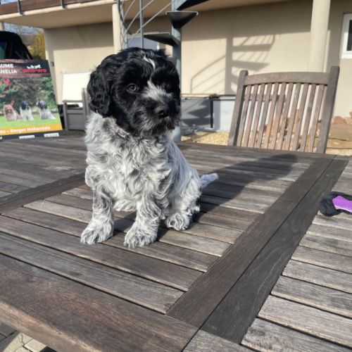 Chiots schapendoes lof - berger néerlandais #7