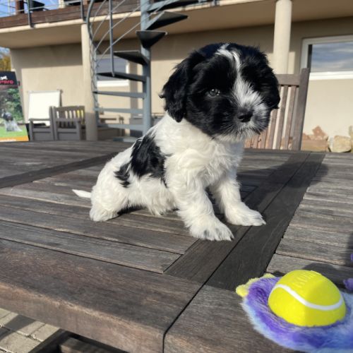 Chiots schapendoes lof - berger néerlandais #8