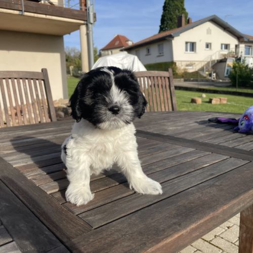 Chiots schapendoes lof - berger néerlandais #9