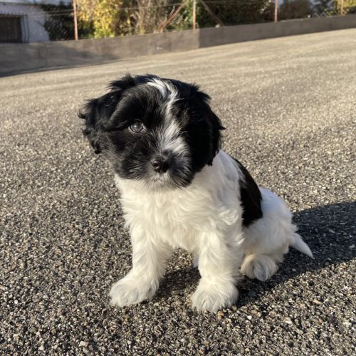 Chiots schapendoes lof - berger néerlandais