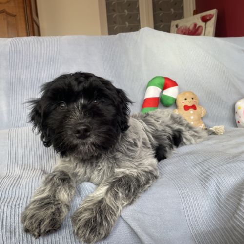 Chiots schapendoes lof - berger néerlandais