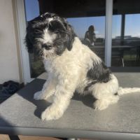 Chiots schapendoes lof - berger néerlandais #1