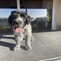 Chiots schapendoes lof - berger néerlandais #2