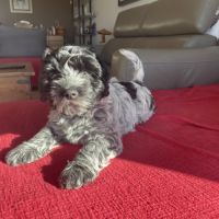 Chiots schapendoes lof - berger néerlandais