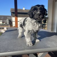 Chiots schapendoes lof - berger néerlandais #4