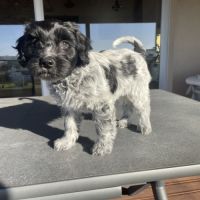 Chiots schapendoes lof - berger néerlandais #5