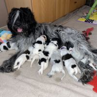 Chiots schapendoes lof - berger néerlandais #1