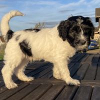 Chiots schapendoes lof - berger néerlandais #2