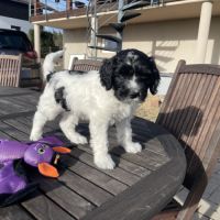 Chiots schapendoes lof - berger néerlandais #3