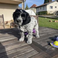 Chiots schapendoes lof - berger néerlandais #4